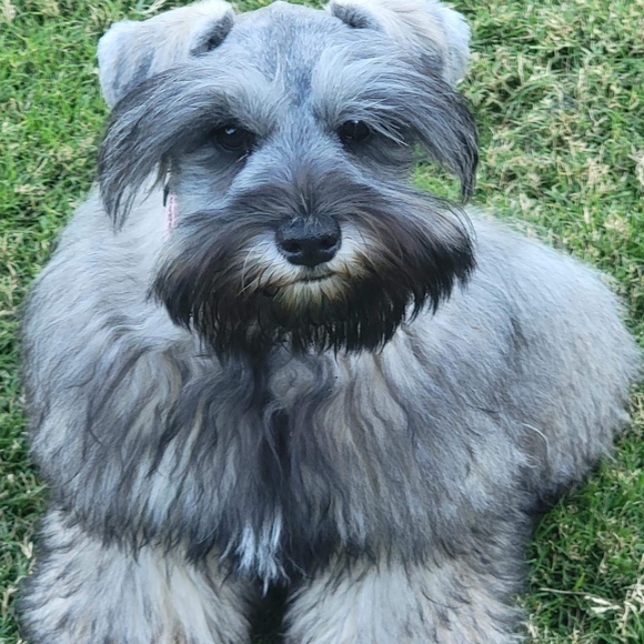 schnauzermom20